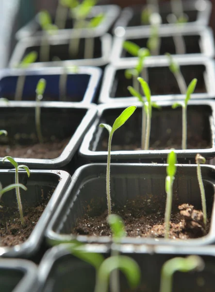 Sprouts growing in little pots in a greenhouse — Stock Photo, Image