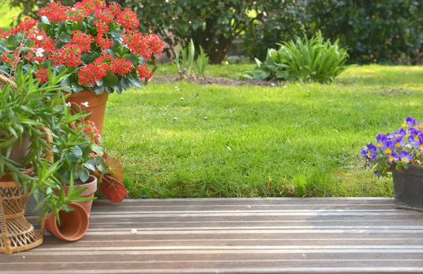 Plante succulente en pot fleurissant dans un jardin sur une terrasse en bois — Photo