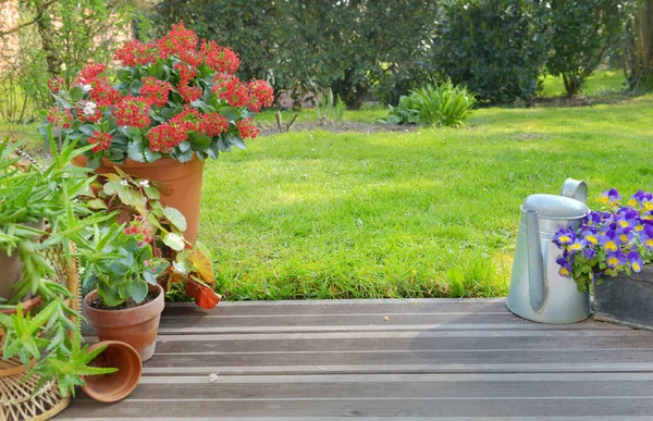 Planta suculenta vaso florescendo em um jardim em um terraço de madeira — Fotografia de Stock
