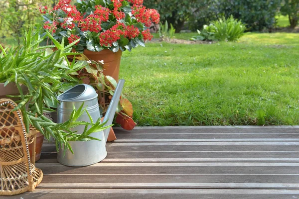 Sukkulente Pflanze blüht auf Holzterrasse im Garten — Stockfoto