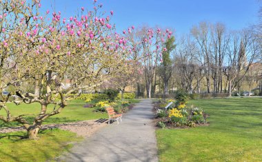 bahar saatinde güzel bir parkta çiçek açan magolia ve çiçekler