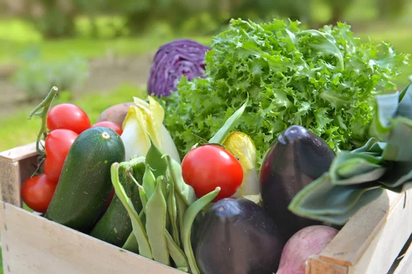 Cerrar con verduras frescas y coloridas en una caja al aire libre —  Fotos de Stock