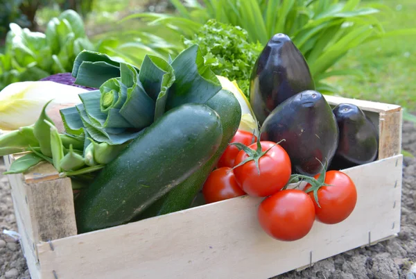Dicht op verse en kleurrijke groenten in een krat op de grond gezet in een tuin — Stockfoto