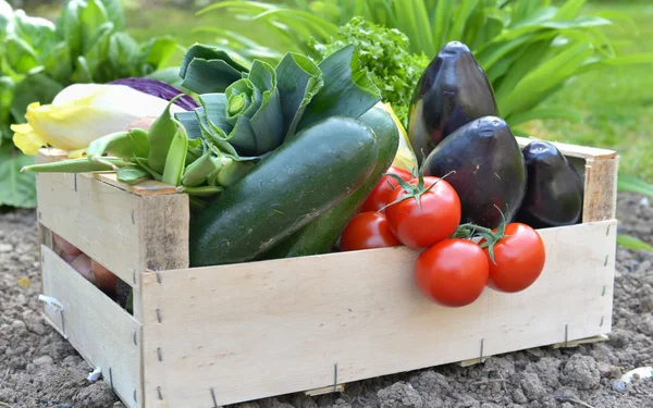 Perto em verduras frescas e coloridas em uma caixa posta no chão em um jardim — Fotografia de Stock