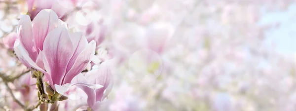 Hermosa flor rosa y blanca de magnolia en un tamaño panorámico —  Fotos de Stock