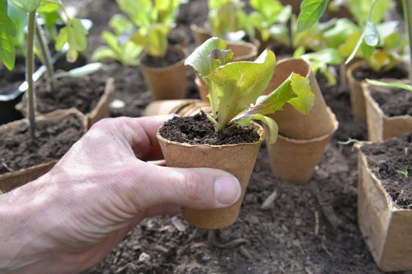 Gärtner hält einen Salatsetzling in der Hand, der bereit ist, im Garten gepflanzt zu werden — Stockfoto