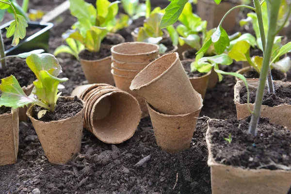 Mudas de alface crescendo em um pote de turfa e pronto para ser plantado no jardim — Fotografia de Stock