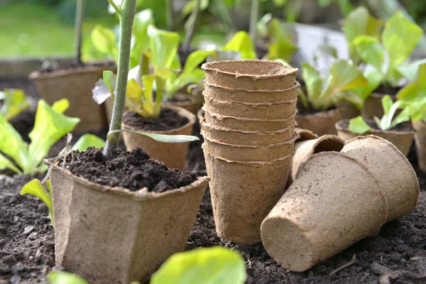 Peat pots for seedling in garden on the ground — Stock Photo, Image