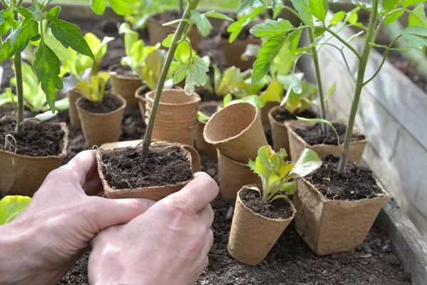 Jardinier main tenant un semis de tomate prêt à être planté dans le jardin — Photo