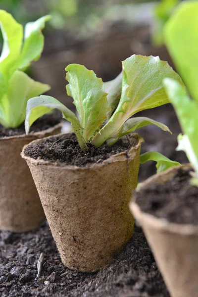 Bibit selada tumbuh dalam pot gambut dan siap ditanam di kebun — Stok Foto