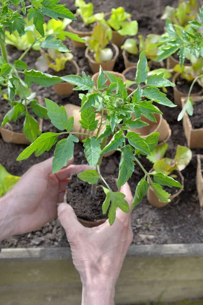 Jardineiro mão segurando uma planta cultivada de sementes de tomate pronto para ser plantado no jardim — Fotografia de Stock