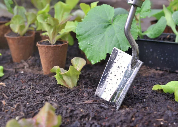 Pá coberta com gotas de plantio em solo úmido entre folha de plantas vegetais — Fotografia de Stock