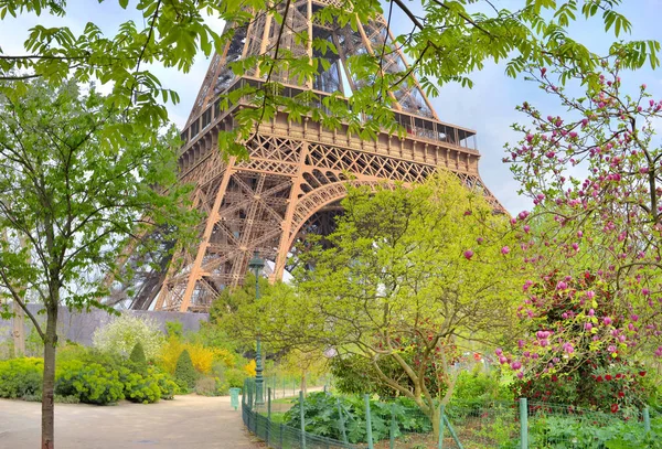 Parijse tuin met boom blosoming in de lente en een deel van de Eiffeltoren achtergrond — Stockfoto