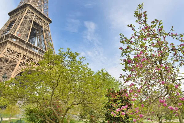 Parisian garden with tree blosoming in spring and part of eiffel tower background — Stock Photo, Image