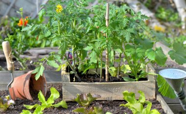 domates bitkileri ve marul bir sandık içinde dikim için bir sebze bahçesinin toprağa koymak 