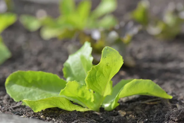 Blisko sadzenia sałaty uprawy w glebie ogrodu warzywnego — Zdjęcie stockowe