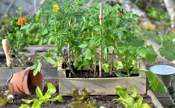 Tomat tanaman dan selada dalam peti diletakkan di tanah kebun sayur untuk ditanam — Stok Foto