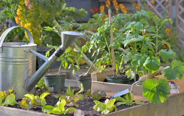 Tomatenplanten en sla in een krat op de grond van een moestuin om te planten — Stockfoto