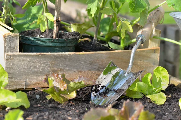 Fermer sur une pelle sur le sol d'un nid potager à la laitue plantée — Photo