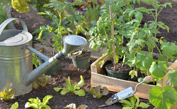 Tomato plants and lettuce in a crate put on  the soil of  a vegetable garden to planting — Stock Photo, Image