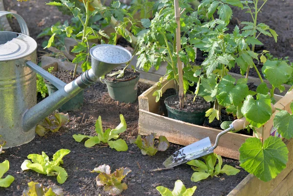 Piante di pomodoro e lattuga in una cassa messa sul terreno di un orto per piantare — Foto Stock