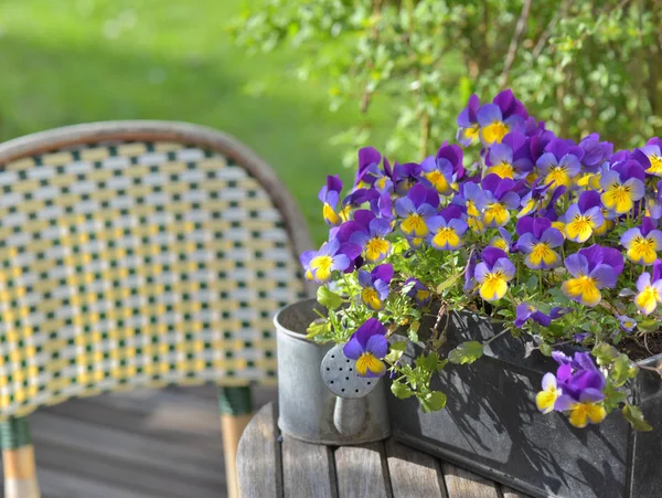 Fechar em viola roxa em um vaso de flores em uma mesa de jardim com um pouco de regar lata — Fotografia de Stock