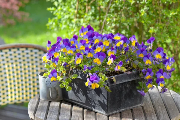 Close on purple viola in a flowerpot on a garden table with a little watering can — Stock Photo, Image
