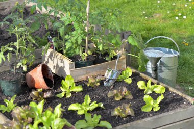 domates bitkileri ve marul bir sebze bahçesinde su ile olabilir 