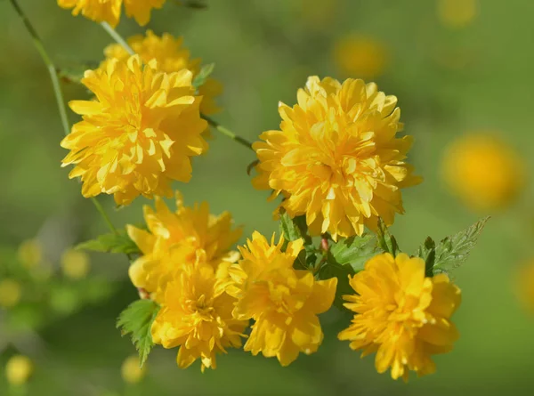 Arbusto bonito florescendo com forma de flor amarela de pompom — Fotografia de Stock