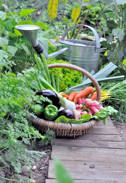 Organic vegetables in a wicker basket in a vegetable garden — Stock Photo, Image