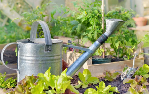 Metal watering can in a vegetable garden — Stock Photo, Image