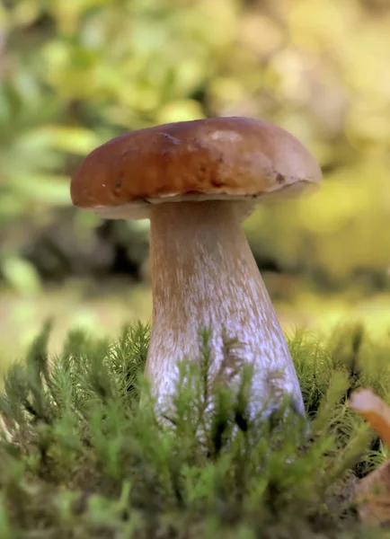 Funghi cep che crescono nel muschio nella foresta — Foto Stock