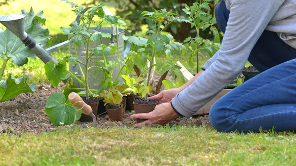 Jardineiro segurando uma planta cultivada de sementes de tomate para plantar no jardim — Fotografia de Stock