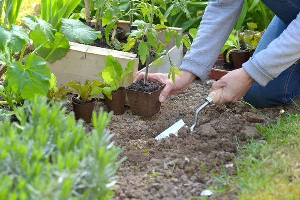 Gardener holding a tomato seedling to planting in garden — Stock Photo, Image