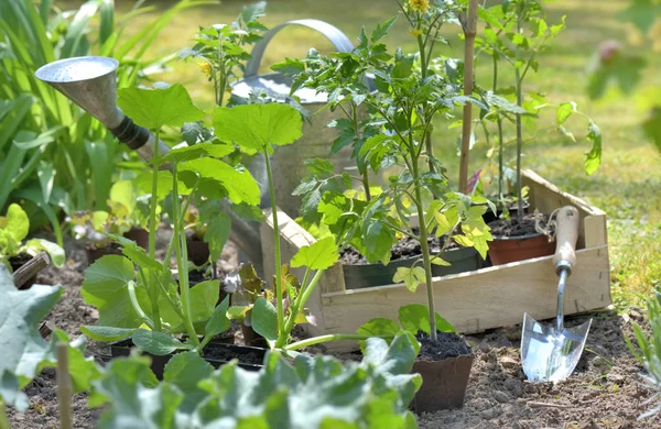 Sekop dan air bisa di antara daun tanaman sayur di kebun — Stok Foto