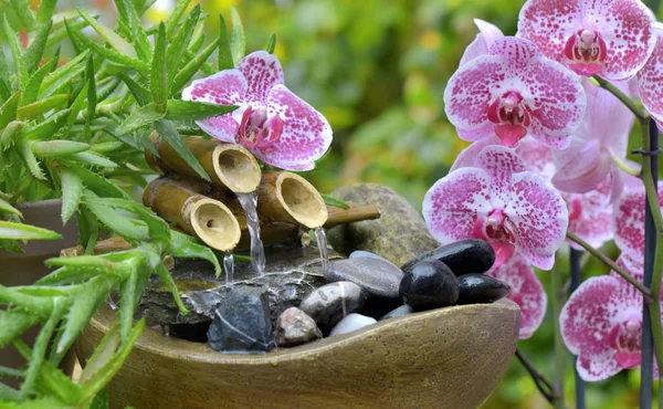 Beautiful orchid and little fountain in a garden — Stock Photo, Image