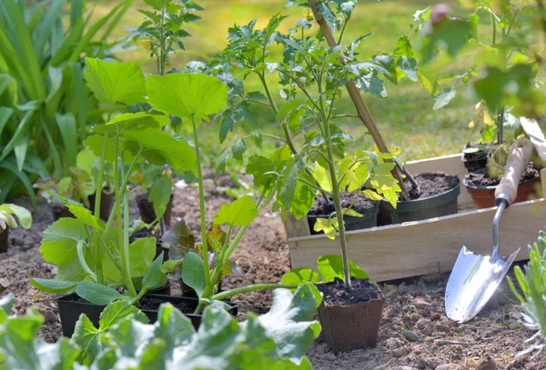 Sekop di kebun sayuran untuk menanam bibit tomat — Stok Foto