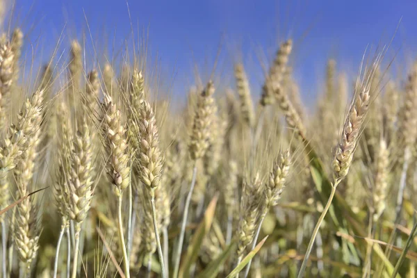 Vicino su grano d'oro maturo che cresce in un campo sotto cielo bleu — Foto Stock