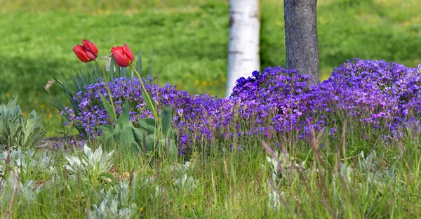 Red tulips blooming among purple aubreta in grass — Stock Photo, Image