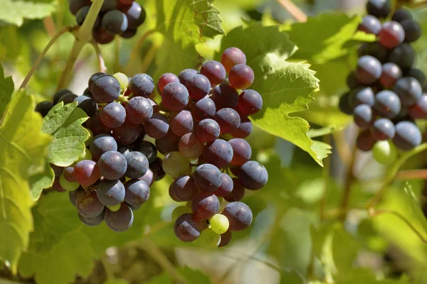 Perto de uvas pretas que crescem em folhagem no verão — Fotografia de Stock