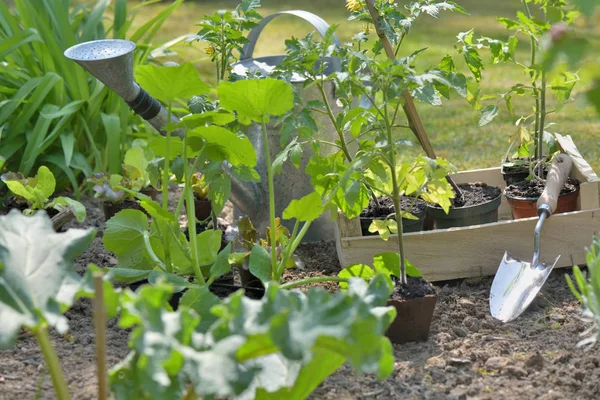 Annaffiatoio e pala tra foglia di impianto vegetale in giardino — Foto Stock