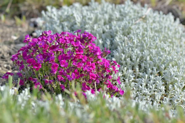 Barevná růžová Aubrieta kvetoucí květy v květinové posteli v zahradě — Stock fotografie