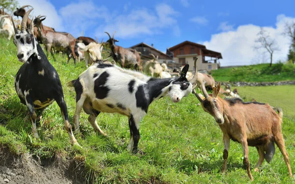 Alpské kozy se proti sobě boujejí na louce — Stock fotografie