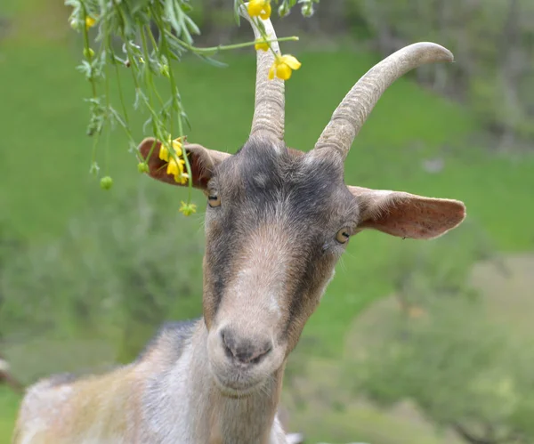 草地上一个漂亮的高山山羊的肖像 — 图库照片