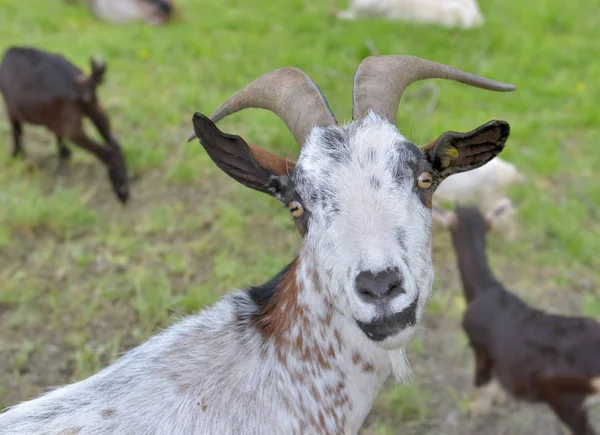 Портрет милой альпийской козы, смотрящей в скот — стоковое фото
