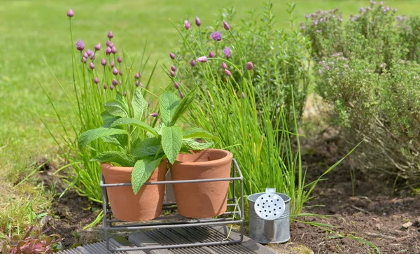 Feuille de menthe dans un pot de fleurs devant la ciboulette et le thym fleurissant dans un jardin — Photo