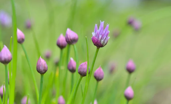 Beautiful buds of chives blooming in green background — Stock Photo, Image