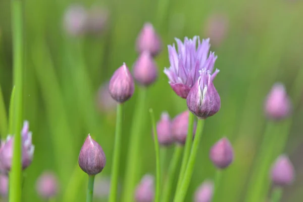 Close on buds of chives blooming on green background — Stock Photo, Image