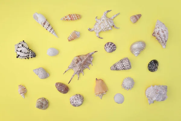 Top view on a seashells collection of different shapes and arran — Stock Photo, Image