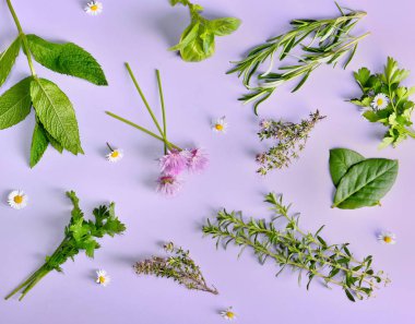 üzerinde küçük papatyalar ile çeşitli aromatik taze otlar üzerinde üst görünüm 